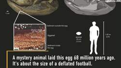 Humongous Fossil Egg From 48 Million Years Ago Found In Antarctica Instructional Video