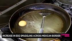 Record Number of Eggs Smuggled Over US and Mexico Border News Clip