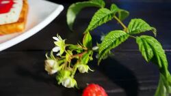 Making waffles with fresh raspberries Stock Footage