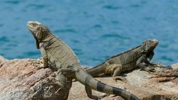 Animal Ecology (Fauna) Part 2: Water Balance and Photoperiods Instructional Video