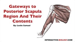 093 Gateways To The Posterior Scapular Regions and Their Contents Instructional Video