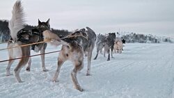 SLO MO Sled dogs at rest Stock Footage