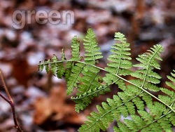 Plantas: ¿qué es una planta? Instructional Video
