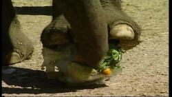 Only In Spain 9 - Zoo Heat Relief Instructional Video