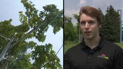How Hydro-Québec testing AI to help power lines and trees coexist News Clip