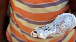 Why Are Cane Toads So Dangerous? Instructional Video