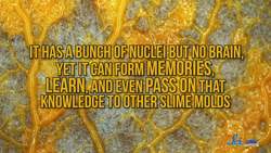 How Slime Mold Is Tackling Mysteries of Cosmology - SciShow News Instructional Video