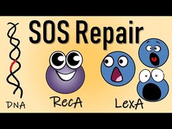 SOS repair of DNA Instructional Video