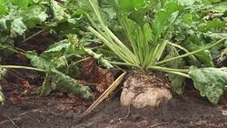 Sugar beet root crop organically grown Stock Footage