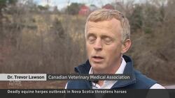 Equine herpes outbreak threatens horses in Nova Scotia News Clip