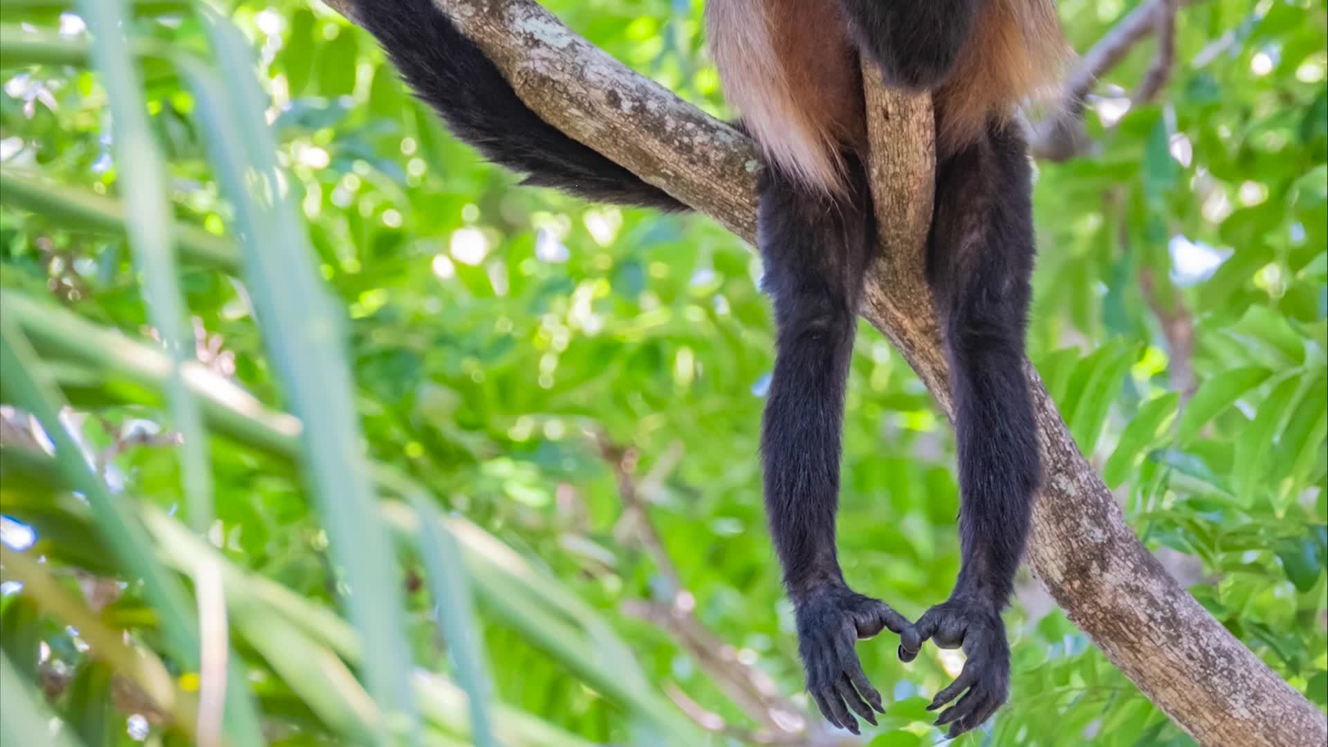 Science Kids: Exploring the Fascinating World of Monkeys | Science