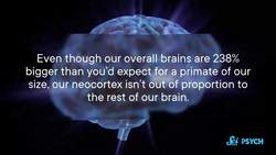 The Human Neocortex Isn’t as Special as We Thought Instructional Video