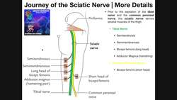 Basics of the Sciatic Nerve - Structure, Branches, and Disorders Instructional Video