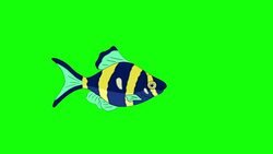 Blue-yellow Aquarium Fish Chroma Key looped Stock Footage