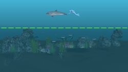 Over 100 new marine species found around Bermuda Instructional Video