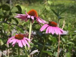 Review of Biodiversity Instructional Video