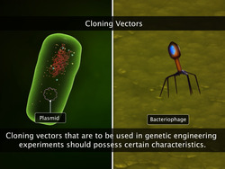 Cloning Vectors and Competent Host Instructional Video
