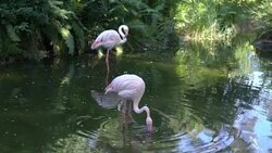 Pink flamingos at the zoo Stock Footage