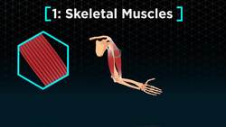 Muscles Instructional Video