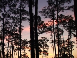 Los árboles: introducción Instructional Video