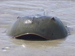 Simple Animals: Arthropods Around Us Instructional Video