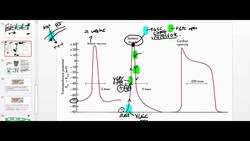 Muscle Physiology 2: Voltage-Gated Potassium Channels and the Action Potential Instructional Video