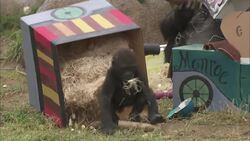 Come Open Presents With This Adorable Baby Gorilla on His Birthday Instructional Video