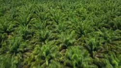 CLEAN : STOCKSHOTS: Aerial images of palm oil plantation in Indonesia's Sumatra Island News Clip