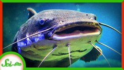 5 Animals With Superpowered Senses Instructional Video