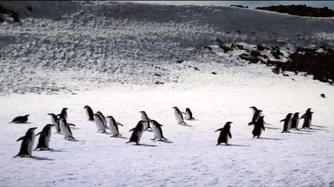 Penguins: Social Behavior, Communication, and Breeding Habits