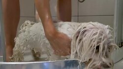 Maltese puppy taking a bath Stock Footage