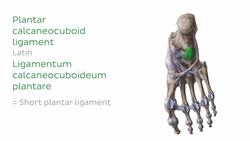 Ligaments of the foot Instructional Video