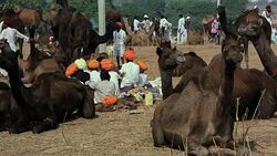 Pushkar Camel Fair, India Stock Footage