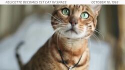 OTD In Space - October. 18: Félicette Becomes the 1st Cat In Space Instructional Video