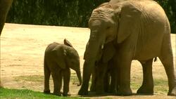 What Life is Like For a Newborn Baby Elephant Instructional Video