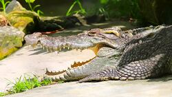 Alligator or crocodile animals eyes closeup Stock Footage