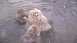 Japanese macaque or snow Japanese monkey with onsen at snow monkey park or Jigokudani Yaen-Koen in Nagano, Japan during the winter season Stock Footage