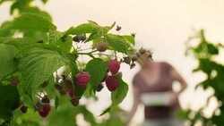 An elderly woman collects raspberries at sunset. Organic food. Stock Footage
