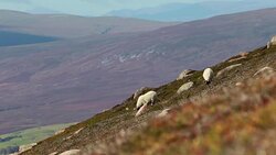 scottish blackfaced sheep, Ovis aries, grazing on a mountain slope in the morning, Scotland. Stock Footage