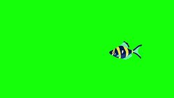Small Blue- yellow Aquarium Fish Chroma Key Stock Footage