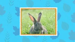 I WONDER - What Jobs Do Rabbits Ears Do? Instructional Video