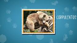 I WONDER - How Fast Can Bears Run? Me Pregunto - Qué Tan Rápido Pueden Correr Los Osos? Instructional Video