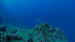Scalloped Hammerhead shark swimming close to scuba diver Stock Footage