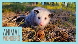 10 Awesome Opossum Facts! Instructional Video