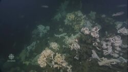 Glass sponge reefs re-discovered off B.C. coast News Clip