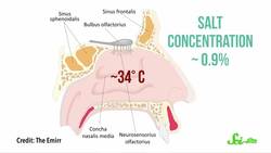 Why Does Getting Water Up Your Nose Hurt So Much? Instructional Video