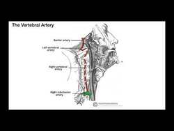 Vertebral Artery | Structure & Functions Instructional Video