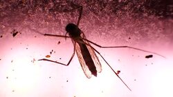 Insect Analysis In A Lab Close Up Stock Footage