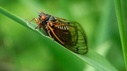 Subclass Pterygota Part 2: Cockroaches, Termites, Lice, Cicadas, and More Instructional Video