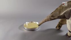 Peter the Giant Anteater: A Glimpse into a Unique Species Instructional Video